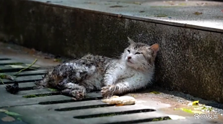 面对救助，饱受伤害的猫咪满是惶恐，小”